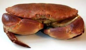 Croûte au crabe